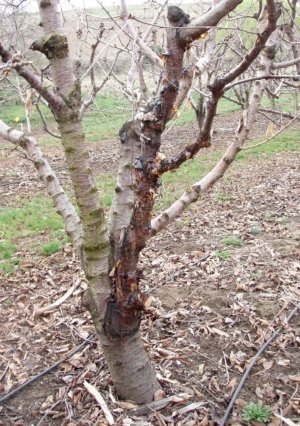 A Sweetheart cherry tree on Mazzard rootstock shows signs of bacterial canker infection in The Dalles, Oregon. (Courtesy Drew Hubbard)