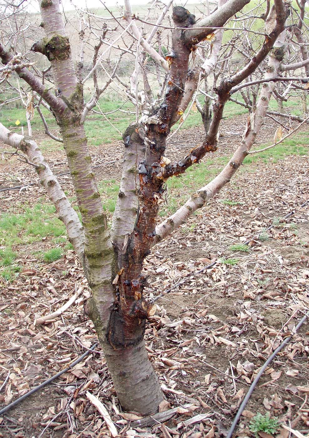 A Sweetheart cherry tree on Mazzard rootstock shows signs of bacterial canker infection in The Dalles, Oregon. <b>(Courtesy Drew Hubbard)</b>