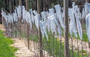 Plastic bags cover terminal leaders in a North Carolina orchard as part of North Carolina State University professor Tom Kon’s trials exploring ways to boost lateral branching. Bagging leaders in order to change the microclimate can induce branching and increase bearing surface, but Kon doesn’t recommend the method for commercial growers because it’s labor-intensive and bad for the environment. (Courtesy Tom Kon/North Carolina State University)