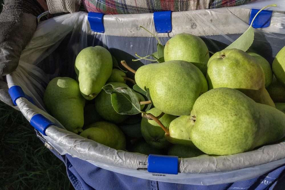 Bartlett pear harvest