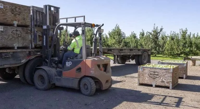 Crews harvest Bartlett processing pears in August at Sundquist Fruit and Cold Storage near Selah, Washington. The closure of Del Monte’s Yakima processing facility in 2025, and its subsequent bankruptcy filing, left a glut of pears that rippled through the entire market, canned and fresh. (TJ Mullinax/Good Fruit Grower)
