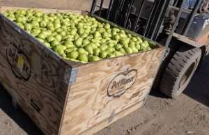 Freshly picked Bartlett pears