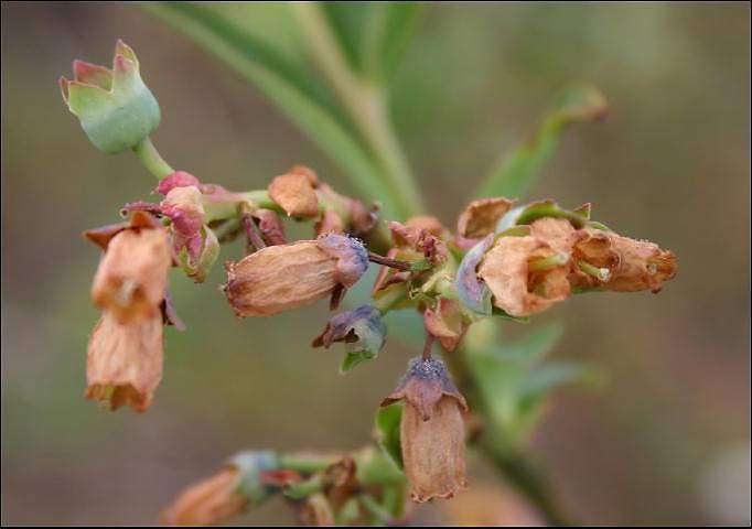 Corollas of a southern highbush blueberry plant infected with Botrytis cinerea. Freeze-damaged blueberry bushes are more susceptible to the fungal pathogen. (Courtesy Phil Harmon/University of Florida)