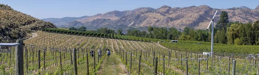 A recently replanted vineyard in Osoyoos, British Columbia