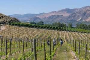A recently replanted vineyard in Osoyoos, British Columbia