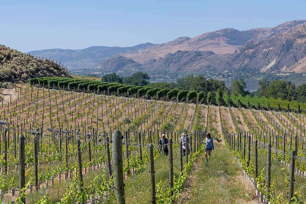 A recently replanted vineyard in Osoyoos, British Columbia