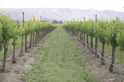 Cereal rye mixed with resident vegetation is used as a cover crop in this eastern Washington vineyard. 