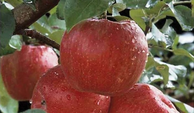 Honeycrisp Apples from The Fruit Company