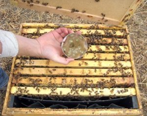 A Petri dish shows the growth of fungal pathogen Metarhizium, which parasitizes the varroa mite, a notorious honeybee parasite. Placing the dish inside a hive so it can release spores and infect the mites has been shown to reduce mites and increase hive longevity, according to Jennifer Han, a postdoctoral researcher breeding Metarhizium at Washington State University. (Courtesy Nick Naeger/Washington State University)