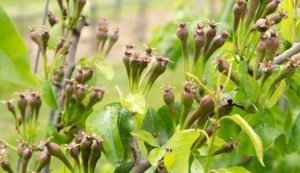 This orchard of Conference pears at pcfruit research station near Sint-Truiden, Belgium, survived the spring frost that decimated many apple and cherry orchards. (Shannon Dininny/Good Fruit Grower)
