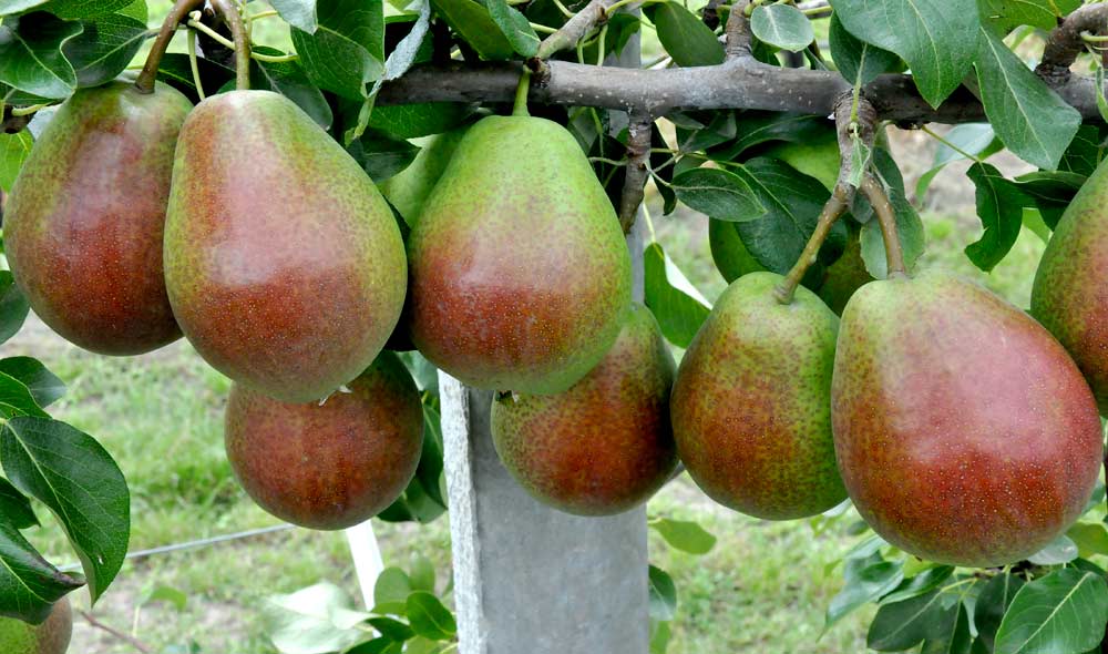 Celina pears, sold under the Brand QTee, hang from a tree in an orchard owned by Kris Wouters in Rummen, Belgium. <b>(Courtesy of Kris Wouters)</b>