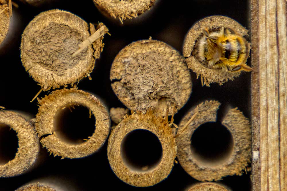 Researchers in Belgium have constructed solitary “bee hotels” to increase the pollinator population in a research orchard and to study how these pollinators might help spread biocontrol agents to better prevent and control fire blight.<b>(Shannon Dininny/Good Fruit Grower)</b>