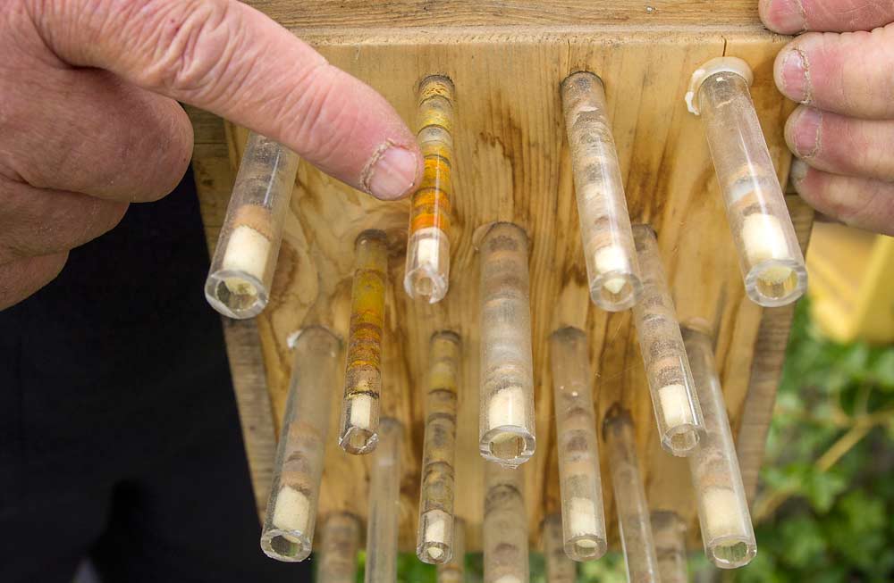 Bees deposit pollen into tubes inside the bee hotels. Pollinators are already being used commercially in greenhouse production of some produce to control for infections other than fire blight, such as botrytis, but the application is more difficult in open orchards where environmental factors play a role. <b>(Shannon Dininny/Good Fruit Grower)</b>