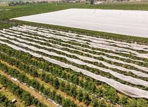 Commercial netting trials, using both structured and drape netting, cover Rainier cherries during harvest in June 2023 at Finley Cherries northwest of Benton City, Washington. Growers are deploying netting to help mitigate weather-related risks. (TJ Mullinax/Good Fruit Grower)