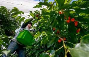 Jose Vasquez picks Rainiers under drape netting with the sides hoisted to boost color. (TJ Mullinax/Good Fruit Grower)
