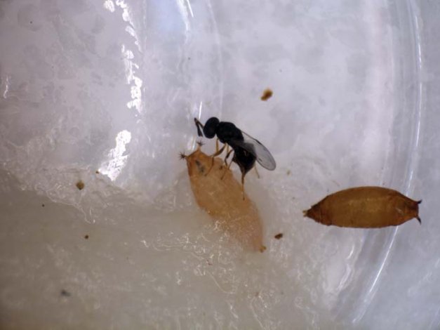 A female wasp attacks a spotted wing drosophila pupa