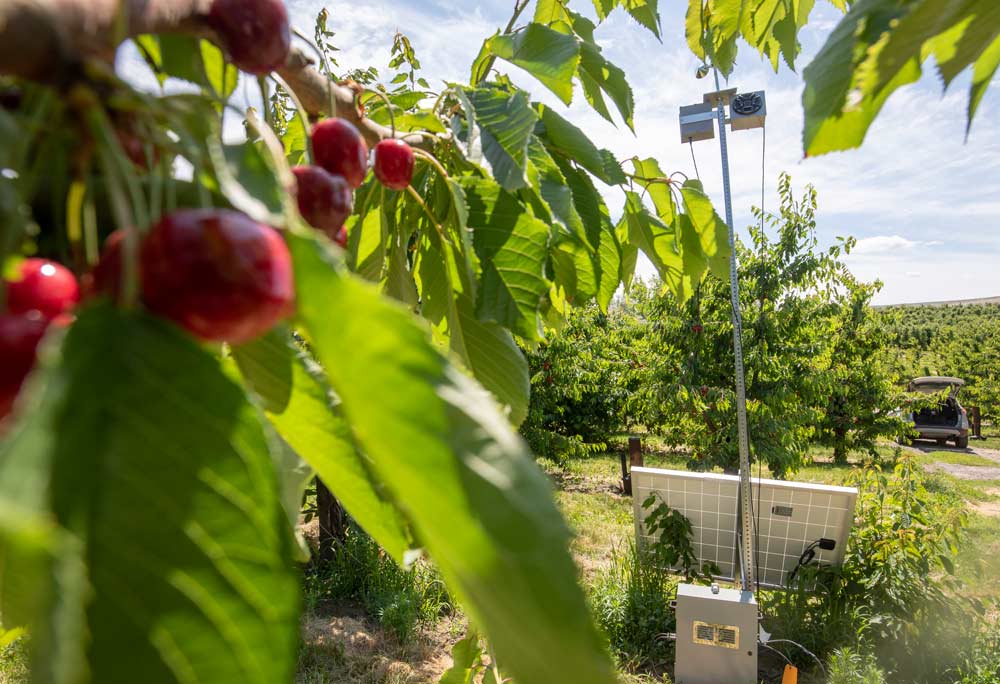 With some of the first cherries to ripen in the Othello area, grower Rich Callahan is used to getting hit hard by birds, so he decided to try out a new technology known as Sonic Nets this year that promises to use constant noise pollution instead of startle sounds to keep birds out of the orchard. (TJ Mullinax/Good Fruit Grower)