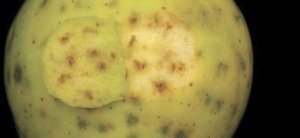 Symptoms of bitter pit include dark sunken pits on the surface of the fruit and corky brown tissue. (Good Fruit Grower file photo)