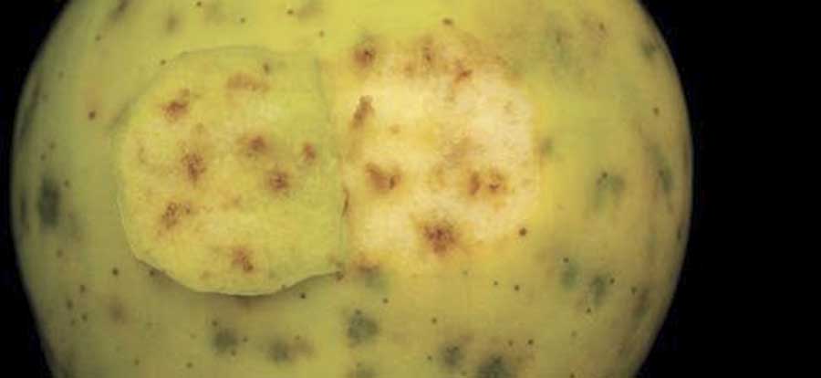 simptomele gropii amare includ gropi întunecate scufundate pe suprafața fructului și țesutul maro corky. B (good Fruit Grower file photo)/B