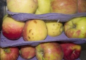 Distinctive bitter pit spots develop on Honeycrisp apples as part of an experiment at the U.S. Department of Agriculture Agricultural Research Service Tree Fruit Research Laboratory in Wenatchee, Washington. The experiment, led by Jim Mattheis, seeks to understand what combination of postharvest practices best reduces development of bitter pit in the notoriously finicky variety. (Kate Prengaman/Good Fruit Grower)