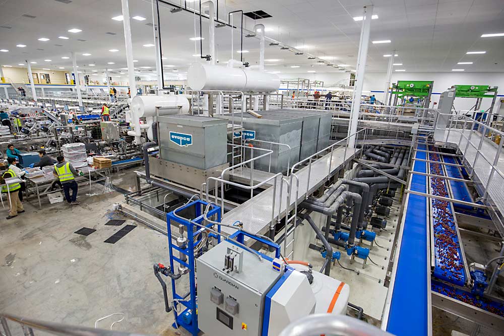 When Blue Bird Inc. designed its new Wenatchee, Washington, cherry line in 2015, it opted to rely on aqueous ozone in the final rinse as the fruit’s food safety treatment, said company President Ron Gonsalves. The line runs both conventional and organic cherries. (TJ Mullinax/Good Fruit Grower)