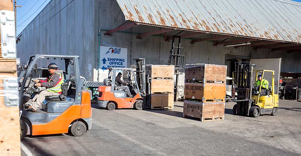 Blue Bird's Peshastin, Washington, packing facility buzzing with activity in September 2015, long before the March 2019 fire that destroyed this building. <b>(TJ Mullinax/Good Fruit Grower)</b>