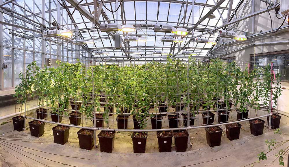 The second generation of apple trees bred with  resistance to blue mold from a wild ancestor are  growing in the U.S. Department of Agriculture’s  Appalachian Fruit Research Laboratory in Kearneysville, West Virginia. DNA tests developed through RosBREED and apples genetically engineered to flower early are helping researchers introduce the disease resistance  into high-quality cultivars faster. <b>(Courtesy Jay Norelli, USDA Appalachian Fruit Research Laboratory)</b>