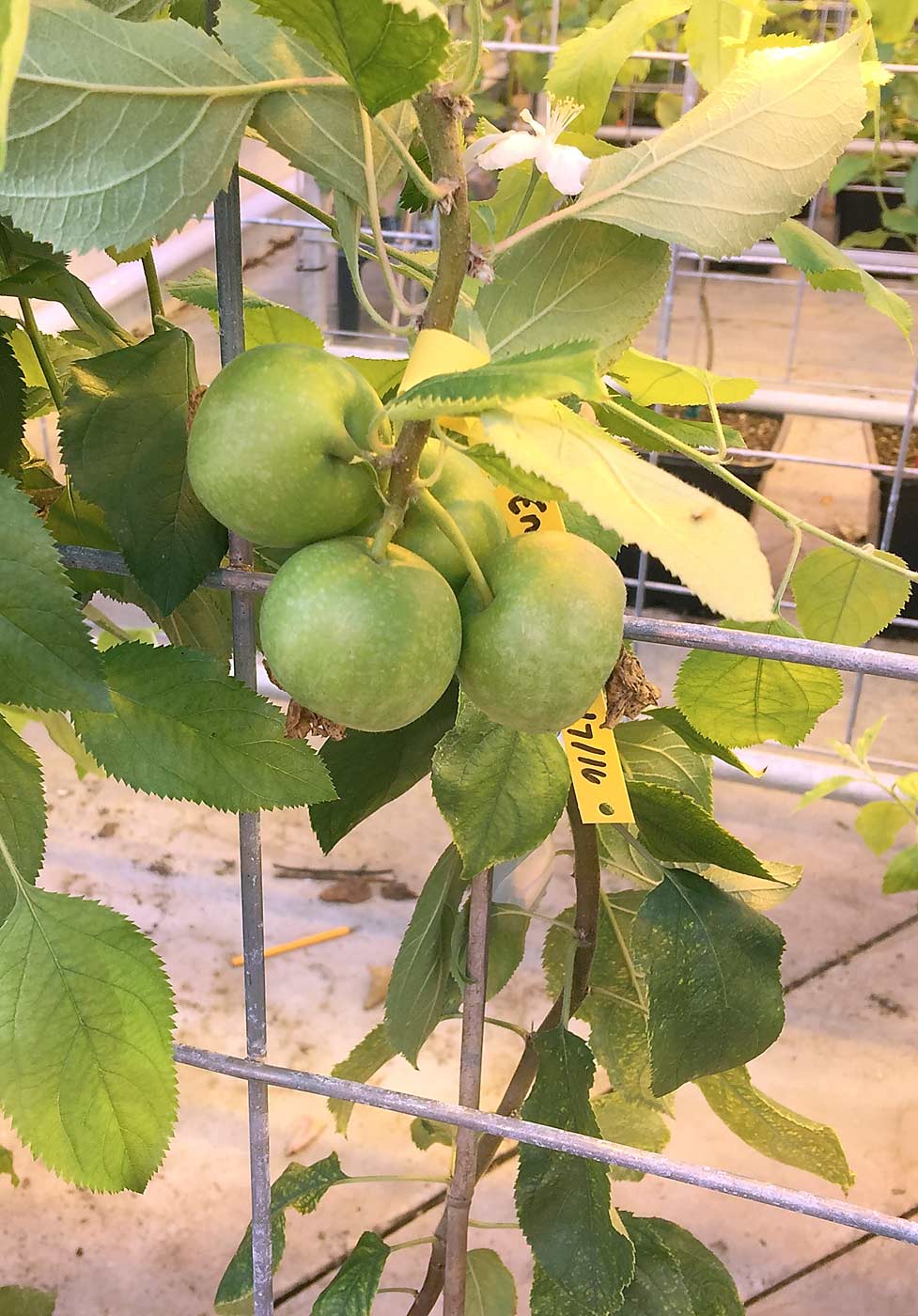 One-year-old apple trees are fruiting, thanks to an early-flowering gene that accelerates the crossbreeding process. These trees are the second generation of a cross to bring blue mold resistance from a wild apple ancestor into a modern cultivar. This fruit will be exposed to blue mold to verify that the DNA test scientists are using in the breeding program is accurate. <b>(Courtesy Jay Norelli, USDA Appalachian Fruit Research Laboratory)</b>