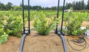 A young Top Shelf blueberry bush grows in a precision device called a weighing lysimeter in 2023 at a U.S. Department of Agriculture research site in Corvallis, Oregon. Lysimeters measure changes in plant weight to determine evapotranspiration, which researchers use to build crop coefficients for precision irrigation. (Courtesy Dave Bryla/U.S. Department of Agriculture)