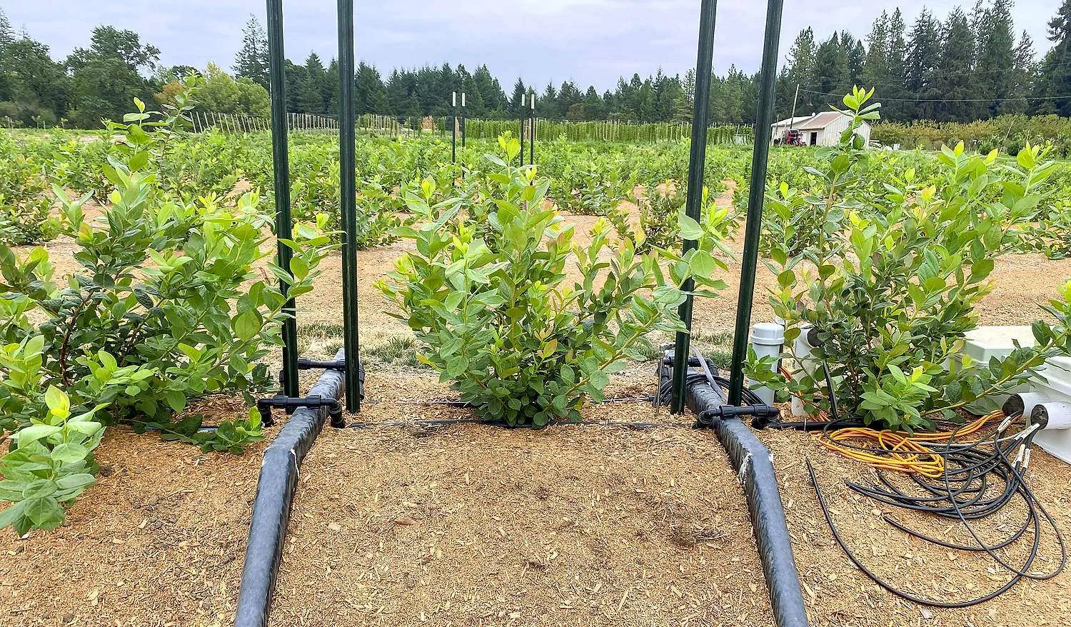 Watering blueberries by the numbers A young Top Shelf blueberry bush grows in a precision device called a weighing lysimeter in 2023 at a U.S. Department of Agriculture research site in Corvallis, Oregon. Lysimeters measure changes in plant weight to determine evapotranspiration, which researchers use to build crop coefficients for precision irrigation. (Courtesy Dave Bryla/U.S. Department of Agriculture)
