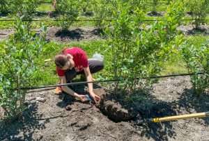 Michigan State University doctoral student Abby Krent collects root tissue samples for microbial testing, part of an MSU project studying blueberry replant problems in Michigan fields. (Courtesy Josh Vander Weide/Michigan State University)