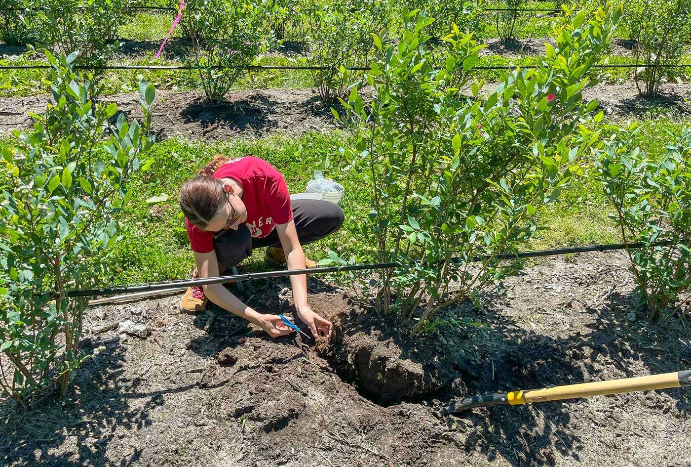 Michigan State University doctoral student Abby Krent collects root tissue samples for microbial testing, part of an MSU project studying blueberry replant problems in Michigan fields. (Courtesy Josh Vander Weide/Michigan State University)