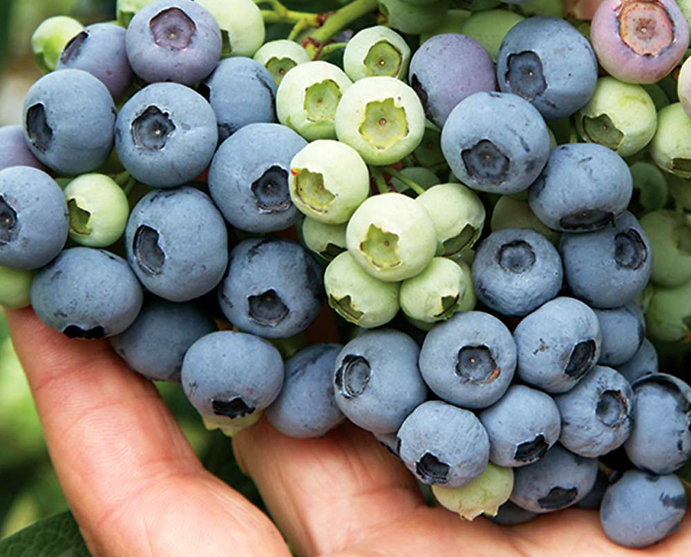 Last Call, seen above, is among the new varieties being planted in the Northwest and Northeast blueberry growing regions. <b>(Courtesy Fall Creek Nursery)</b>