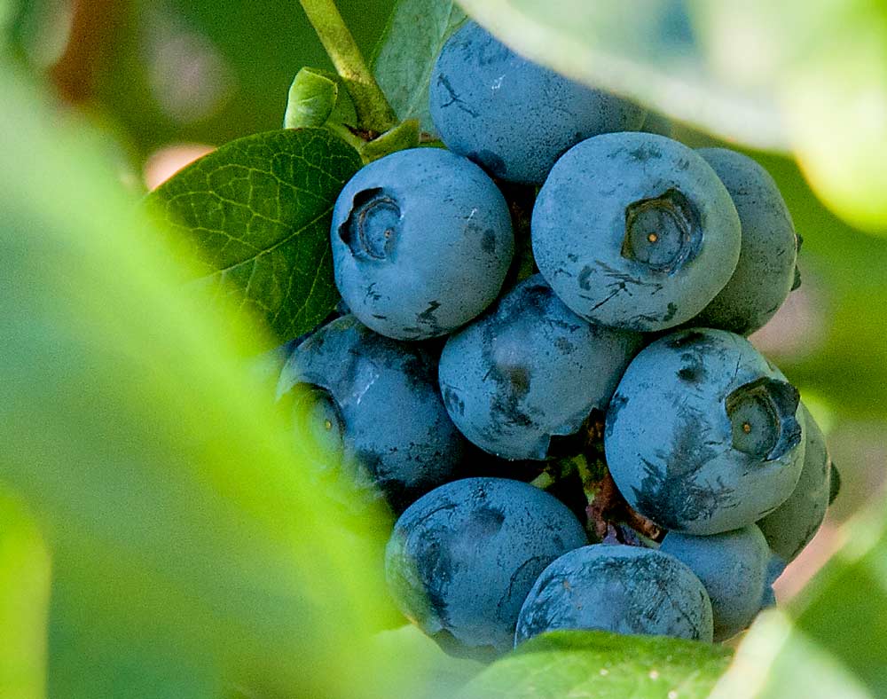 Earliblue blueberry growing in Oregon’s Willamette Valley in 2011. The blueberry crop is booming in Oregon and Washington, which together make up nearly 40 percent of the U.S. market. (Courtesy Lynn Ketchum/Oregon State University)