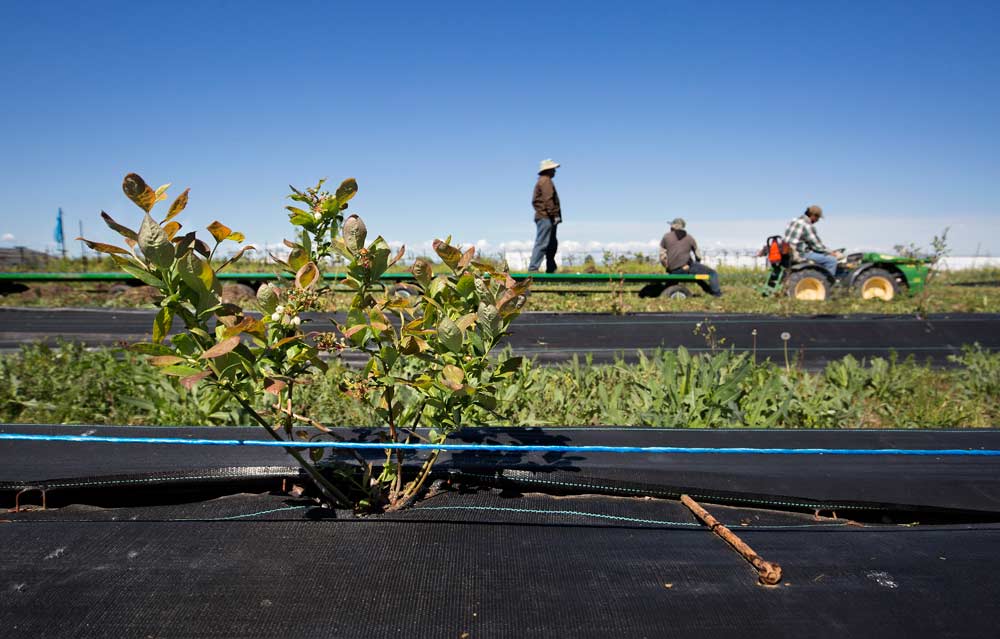 Crews at Blueberry Hill Berries in Wapato, Washington, are planting newer varieties like this particular one, Last Call, to spread out the farm’s growing season. <b>(TJ Mullinax/Good Fruit Grower)</b>