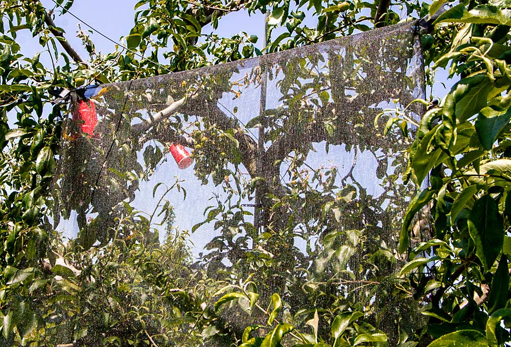 Placing aggregation lures and insecticide-infused netting in the same tree may be an effective attract-and-kill approach for controlling brown marmorated stink bugs, while using fewer sprays. USDA entomologist Tracy Leskey is testing the technique and said that using a trap tree, rather than a stand-alone net and lure, increases retention of the pest and, therefore, increases exposure to the pesticide. (Kate Prengaman/Good Fruit Grower)