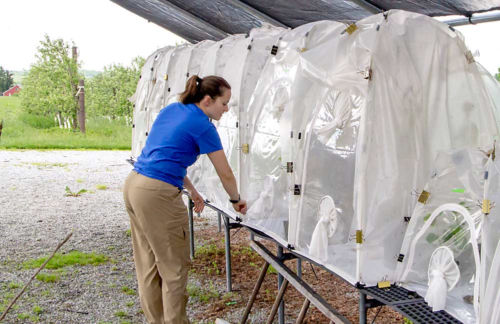 Graduate student Hillary Peterson tends to the colony of brown marmorated stink bugs at Penn State University’s Fruit Research and Extension Center in Biglerville in May 2018. (Kate Prengaman/Good Fruit Grower)