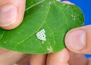 Freshly laid brown marmorated stink bug eggs are key to research efforts to study egg parasitism and the potential for biocontrol. (Kate Prengaman/Good Fruit Grower)