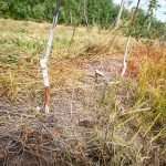 Bad news bugs Black stem borer traps