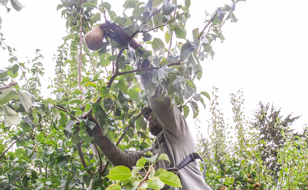 Santiago Gonzalez picks a Golden Bosc in Odell, Oregon, in mid-September. Weather damage cut the Northwest’s expected Bosc crop by over 60 percent, while the region estimates 10.6 million boxes — a decline of 31 percent — across all varieties. (TJ Mullinax/Good Fruit Grower)