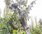 Santiago Gonzalez picks a Golden Bosc in Odell, Oregon, in mid-September. Weather damage cut the Northwest’s expected Bosc crop by over 60 percent, while the region estimates 10.6 million boxes — a decline of 31 percent — across all varieties. (TJ Mullinax/Good Fruit Grower)