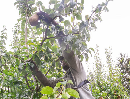 Northwest pear crop estimated at 10.6 million boxes, down 31 percent