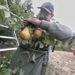 Santiago Gonzalez picks pear in 2024 in Oregon’s Hood River Valley