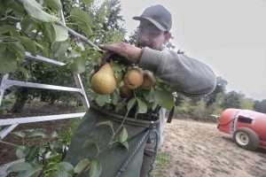Santiago Gonzalez picks pear in 2024 in Oregon’s Hood River Valley