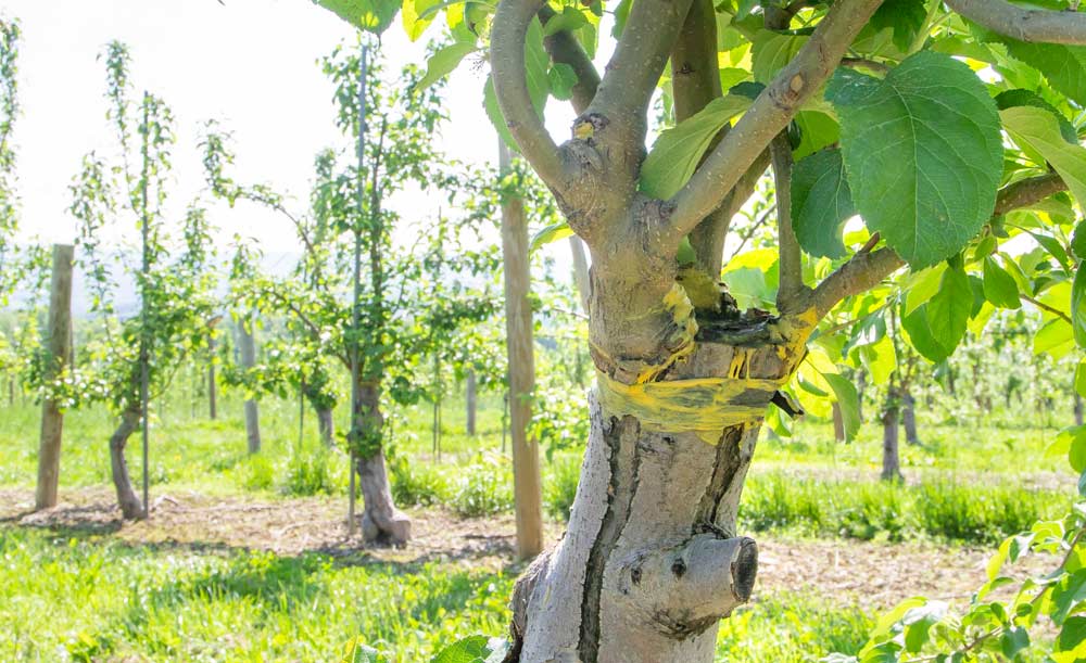 Grafting over old Red Delicious orchards with newer varieties trained to a multi-leader system increases the fruiting axes per acre dramatically, without the same investment as replanting, said Pennsylvania grower Mark Boyer. (Kate Prengaman/Good Fruit Grower)