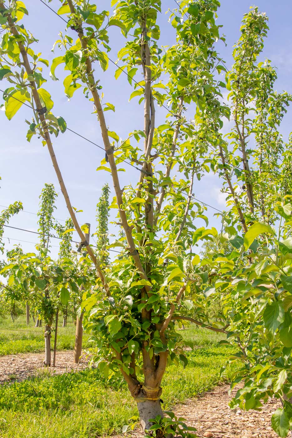 Experiments with multi-leader Honeycrisp, which was top-worked over an sold Red Delicious block, helped Ridgetop Orchards improve the orchard portfolio when investment for new plantings was limited, said grower Mark Boyer of Fishertown, Pennsylvania. (Kate Prengaman/Good Fruit Grower)