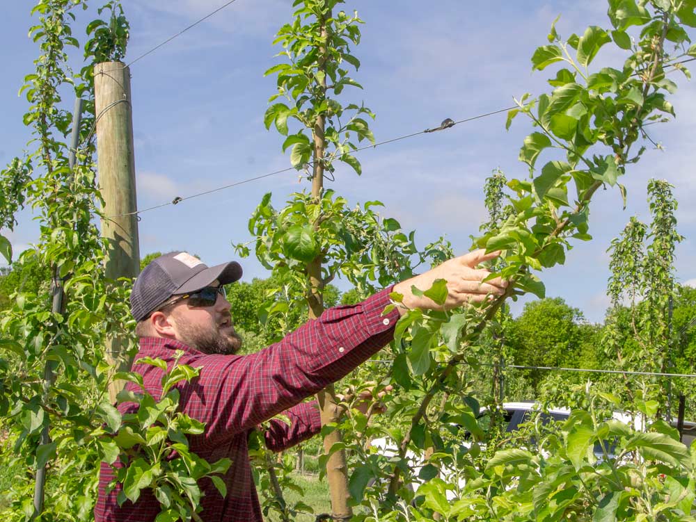 Mark Boyer explains his strategy for training multi-leader Cripps Pink, that was top worked onto an older Red Delicious block at Ridgetop Orchards in Fishertown, PA, on May 21, 2018 (Kate Prengaman/Good Fruit Grower)