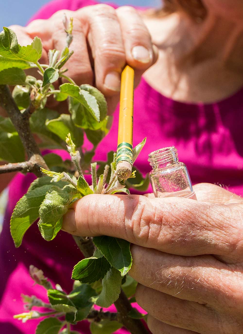 The hunt for new varieties continues, as research technician Bonnie Schonberg uses a pencil eraser to apply pollen to the stamens of an unnamed variety at the university's Sunrise research orchard near Wenatchee. Schonberg previously stripped and emasculated the blooms to isolate the cross pollination. (Ross Courtney/Good Fruit Grower)