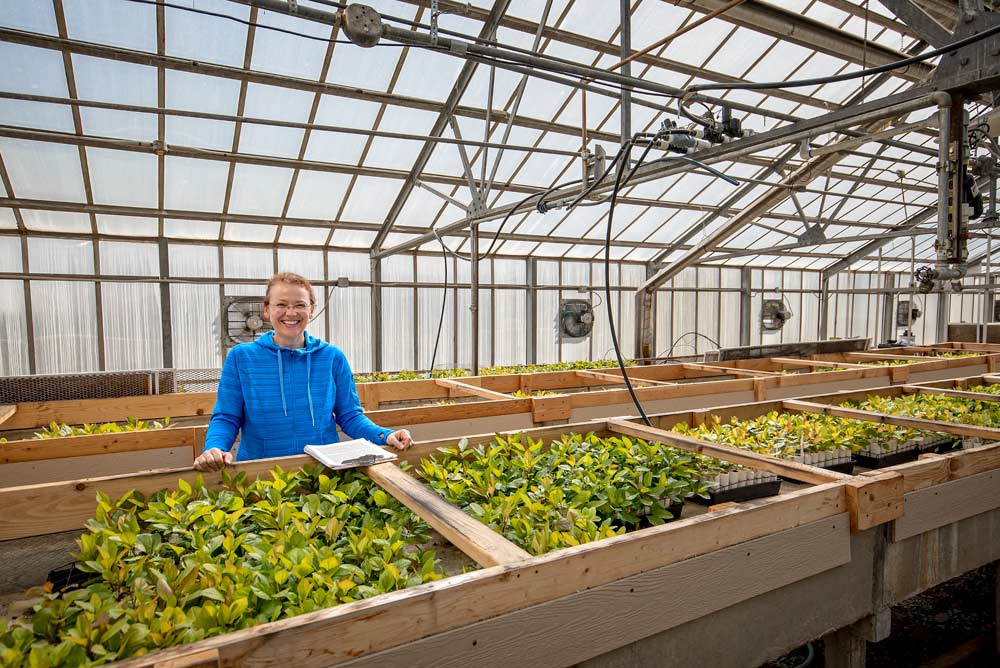Kate Evans, Washington State University's pome fruit breeder, is surrounded by her "phase 0" seedlings growing in the WSU Tree Fruit Research & Extension Center in Wenatchee, Washington, greenhouses on Monday, April 23, 2018. Evans says even though the breeding program has been around for 24 years, it's very young compared to other programs around the globe. With Cosmic Crisp a few years away from consumers, she admits there's mounting pressure to build off its success. However, Evans says the small team makes do using repurposed, antiquated facilities and inadequate staff workspaces that hamper the program's potential. For instance, this greenhouse and headhouse, once a USDA facility built over 60 years ago, has forced the staff to content with an ever growing list of non-research associated issues, from parts failures, rat invasions and potentially hazardous facility flaws. (TJ Mullinax/Good Fruit Grower)