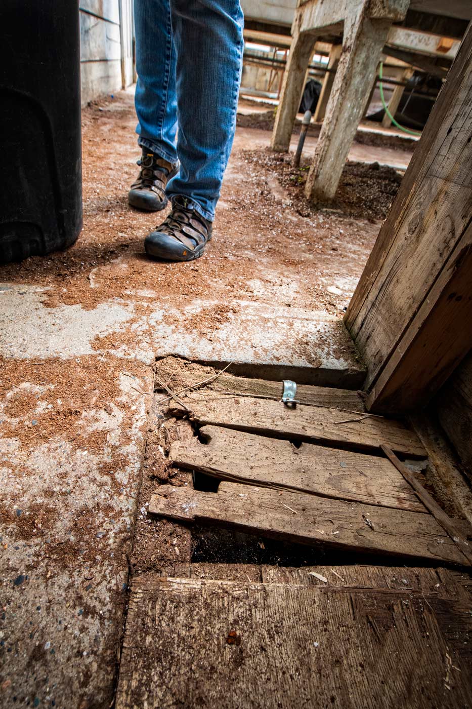 For WSU breeding program staff, following in Cosmic Crisp's success comes with potential pitfalls every day. Staff must navigate through narrow, rotting doorways, step over and around broken and cut concrete floors covered with makeshift steel plating and at worst scrap wood, just to successfully grow future apple varieties. (TJ Mullinax/Good Fruit Grower)